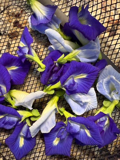 Butterfly Pea Flower Seeds
